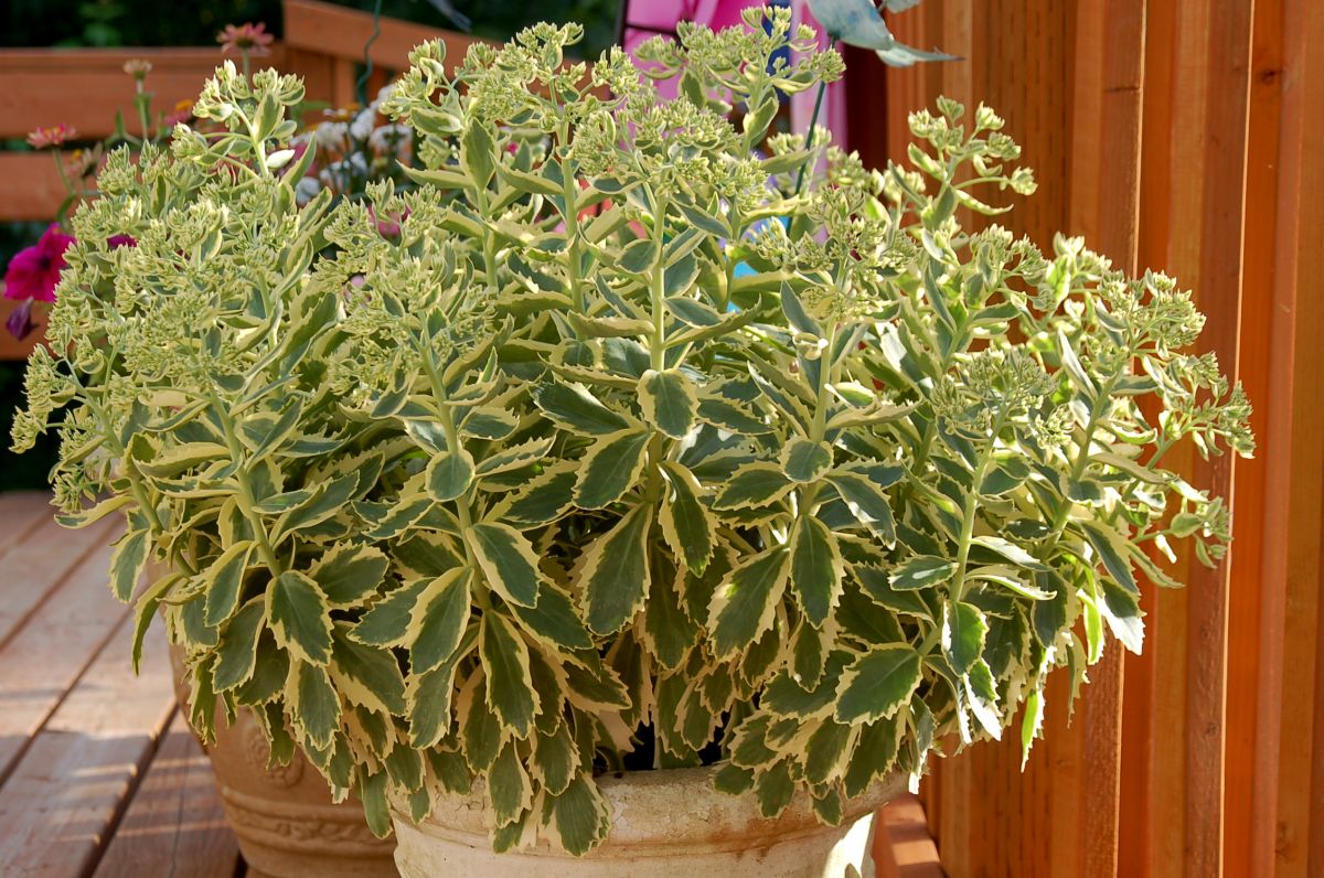 Sedum 'Autumn Charm™' (aka 'Lajos')